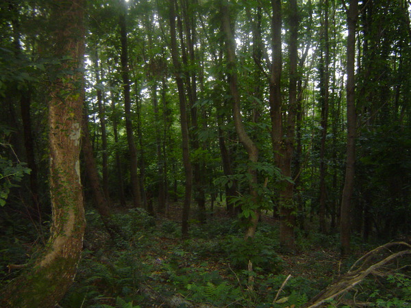 лес на склонах Мамзышки